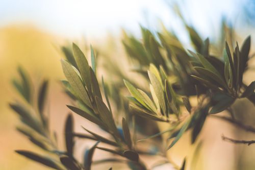 Free A detailed close-up of olive tree branches with green leaves basking in summer sunlight. Stock Photo