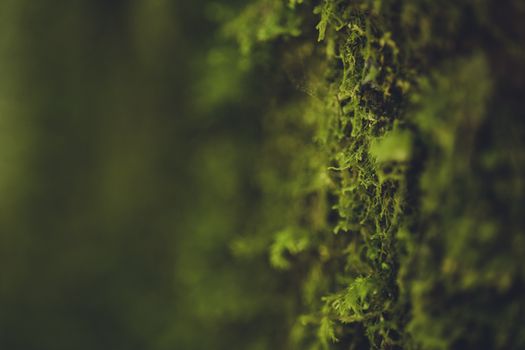 Detailed view of vibrant green moss growing on a tree, showcasing natural texture and growth.