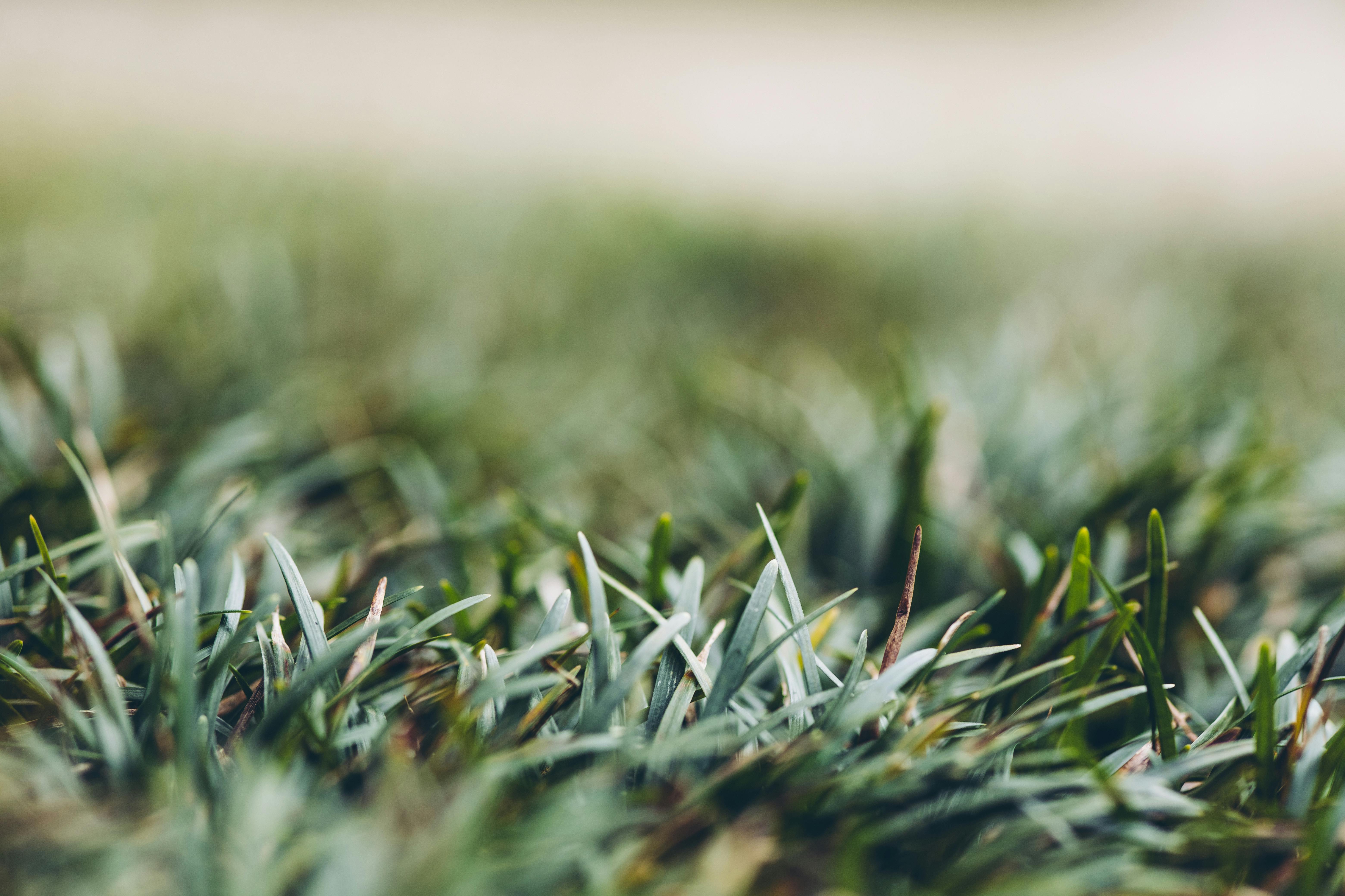 Hydroseeding provides a lush, vibrant lawn - hydro grass seeder