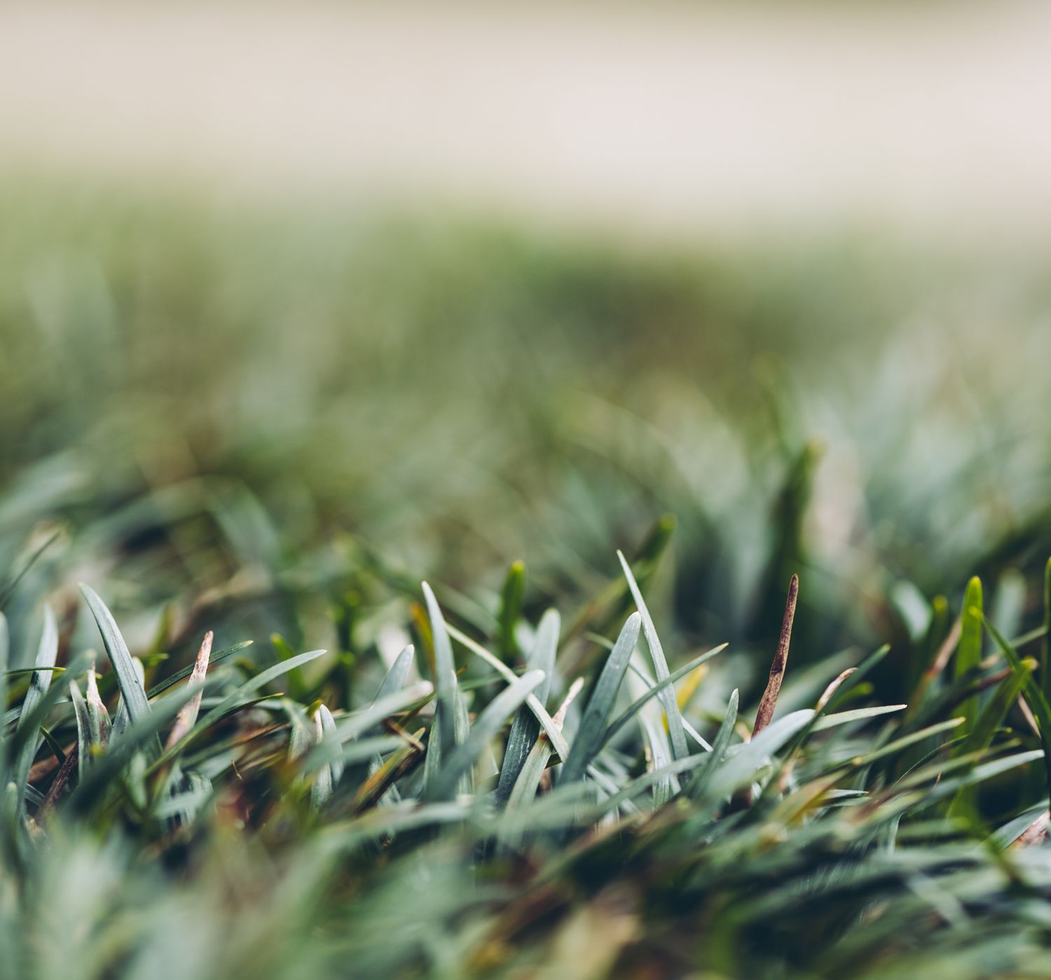 Captivating close-up view of lush green grass blades in a natural setting.