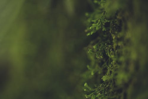 Foto profissional grátis de borrão, ecológico, exuberante