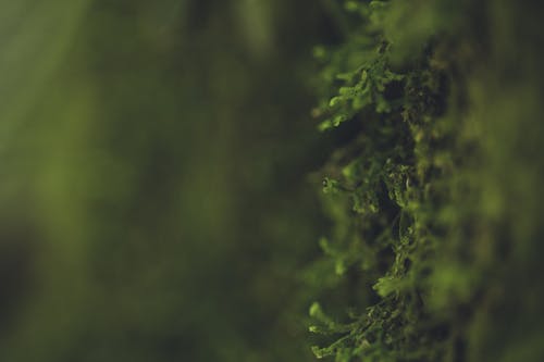 Green Fern Leaves Close-up