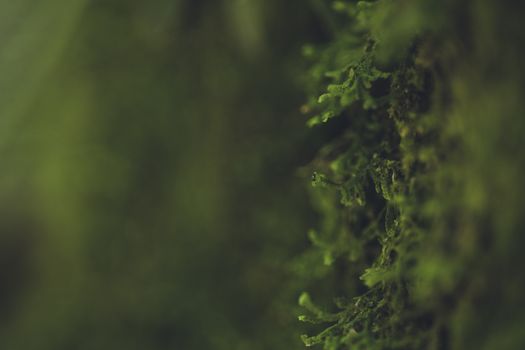 A focused close-up shot of vibrant green moss showcasing natural texture and detail.