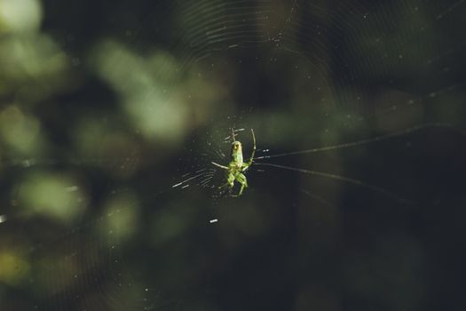 Detailed image of a green spider resting on its intricate web in a natural setting.