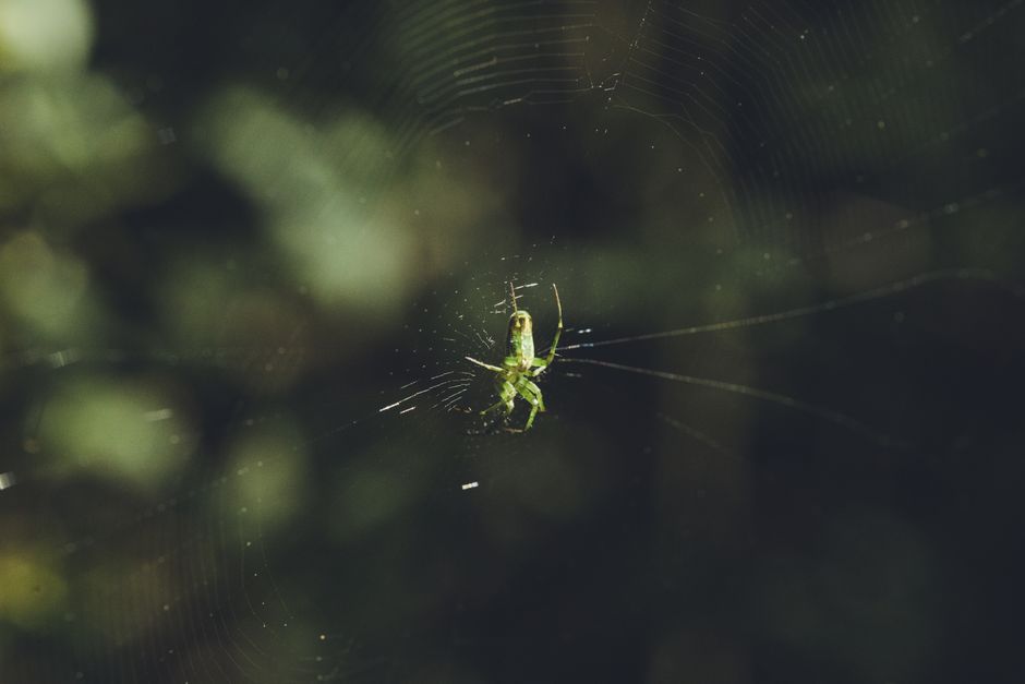Detailed image of a green spider resting on its intricate web in a natural setting.