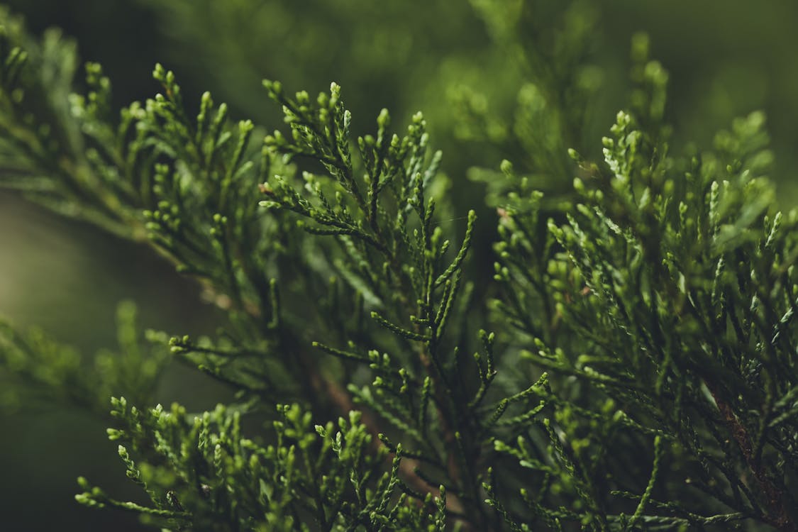 A closeup image of needles of Thuja