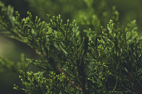 Free Detailed view of lush green Thuja leaves with selective focus, captured outdoors. Stock Photo