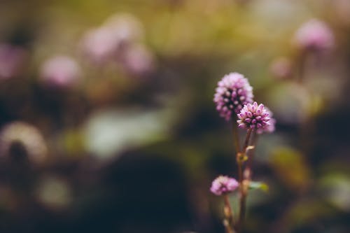 Blooming Pink Bubble Persicaria in Spring