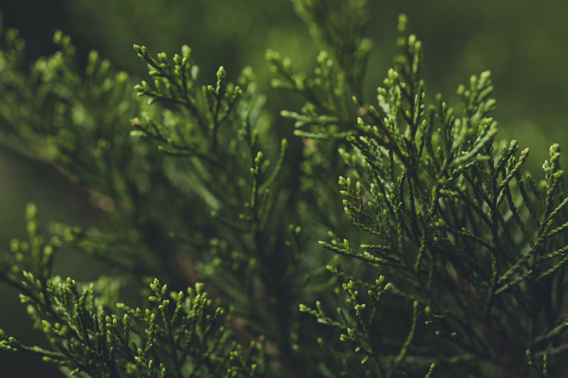 Detailed close-up of lush green Thuja branches showcasing delicate needles and natural beauty.