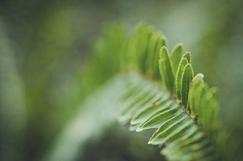 Green Fern Leaf