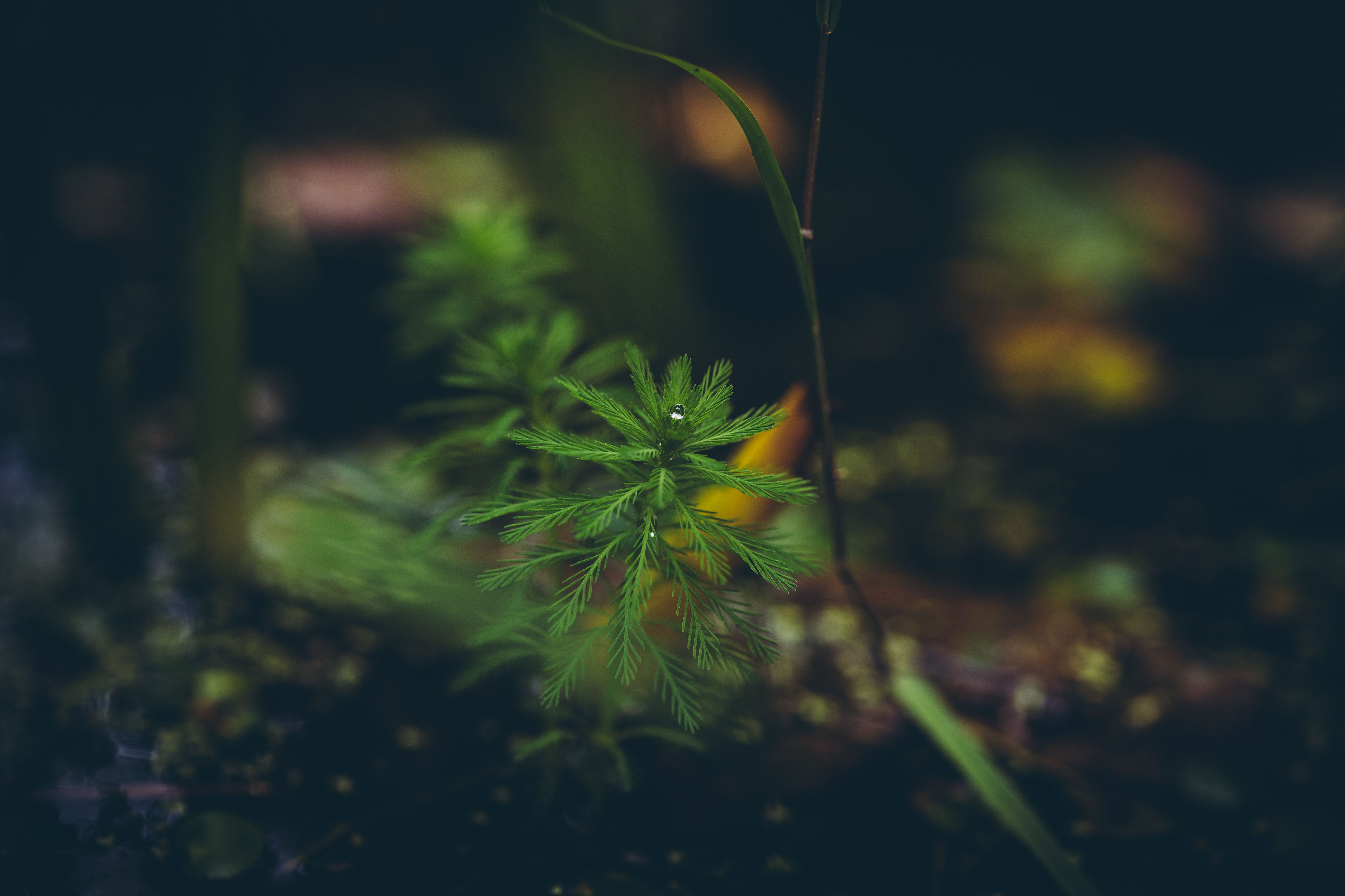 A young green fern unfurling with a delicate drop of water