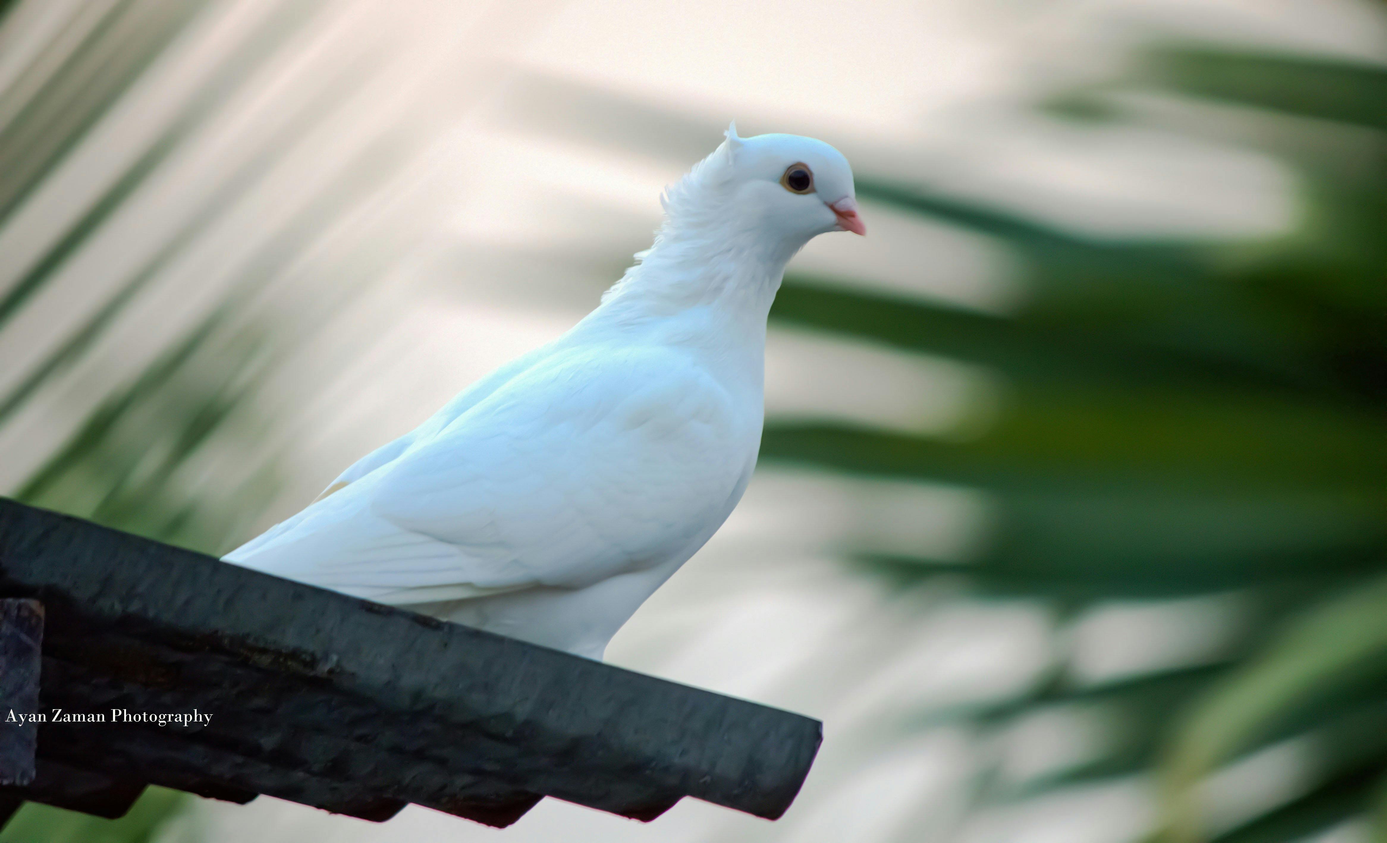 Free stock photo of beauty, bird, pigeon
