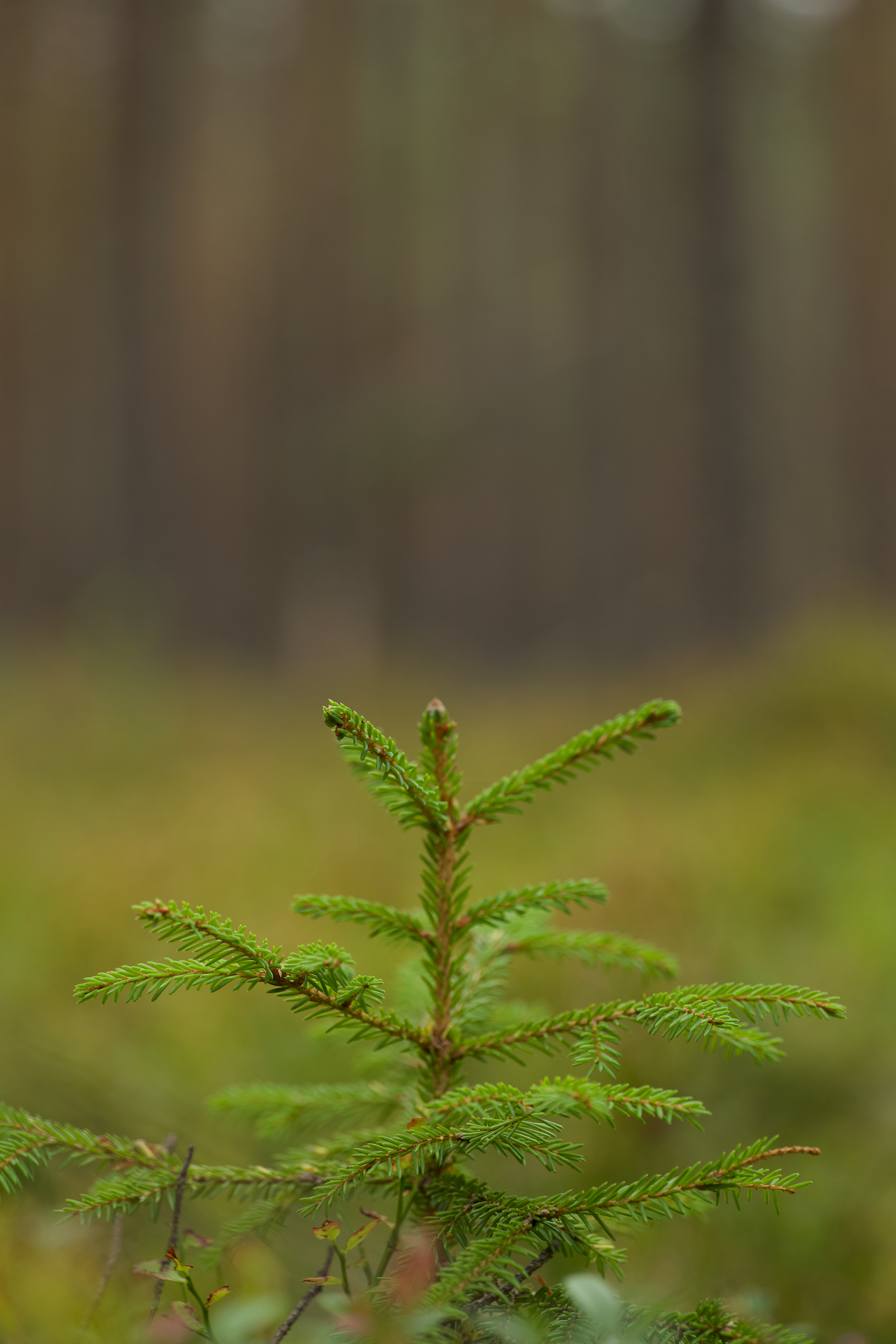 Small evergreen tree with soft focus forest background, highlighting nature's beauty.