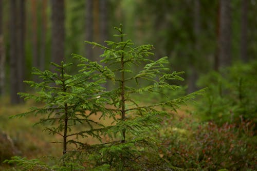 Small, Evergreen Trees in Forest