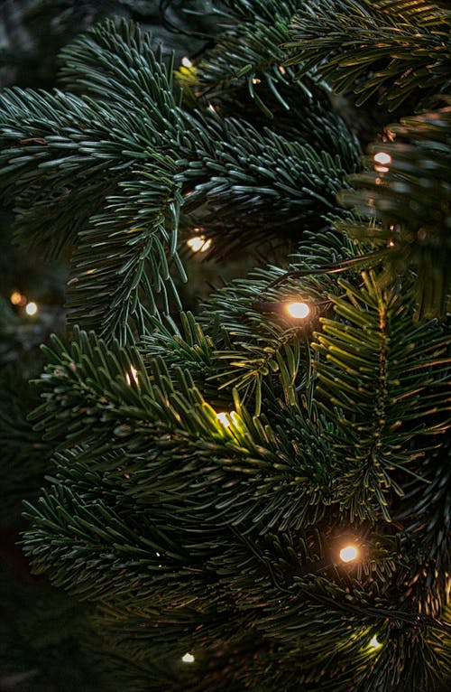 Ondiepe Focus Fotografie Van Groene Kerstboom