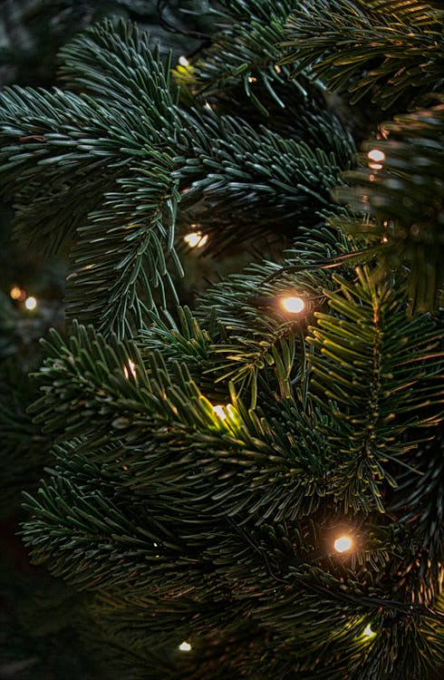 Photographie De Mise Au Point Peu Profonde De L'arbre De Noël Vert