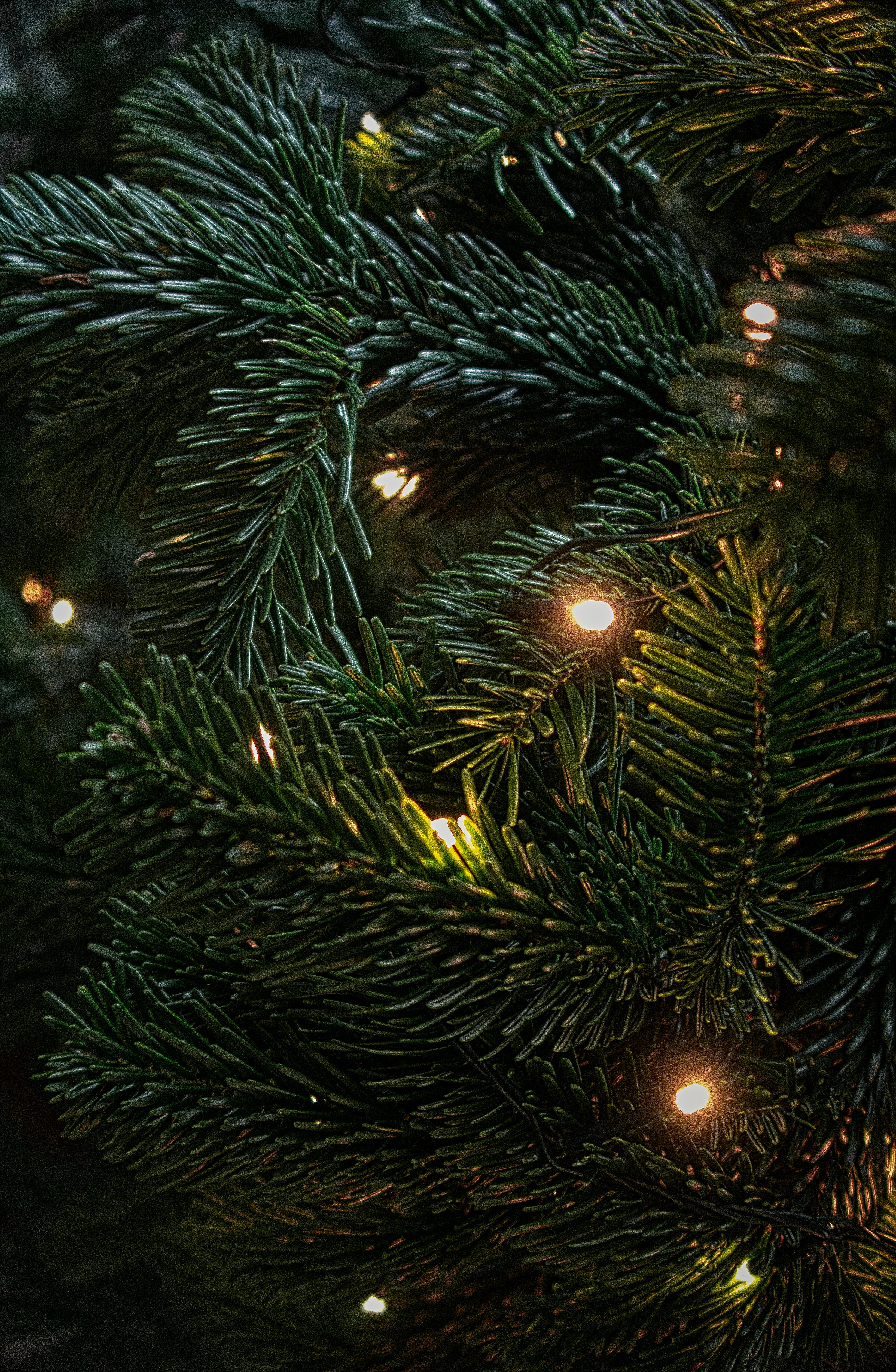 + melhores imagens de Natal · Download 100% grátis · Fotos  profissionais do Pexels