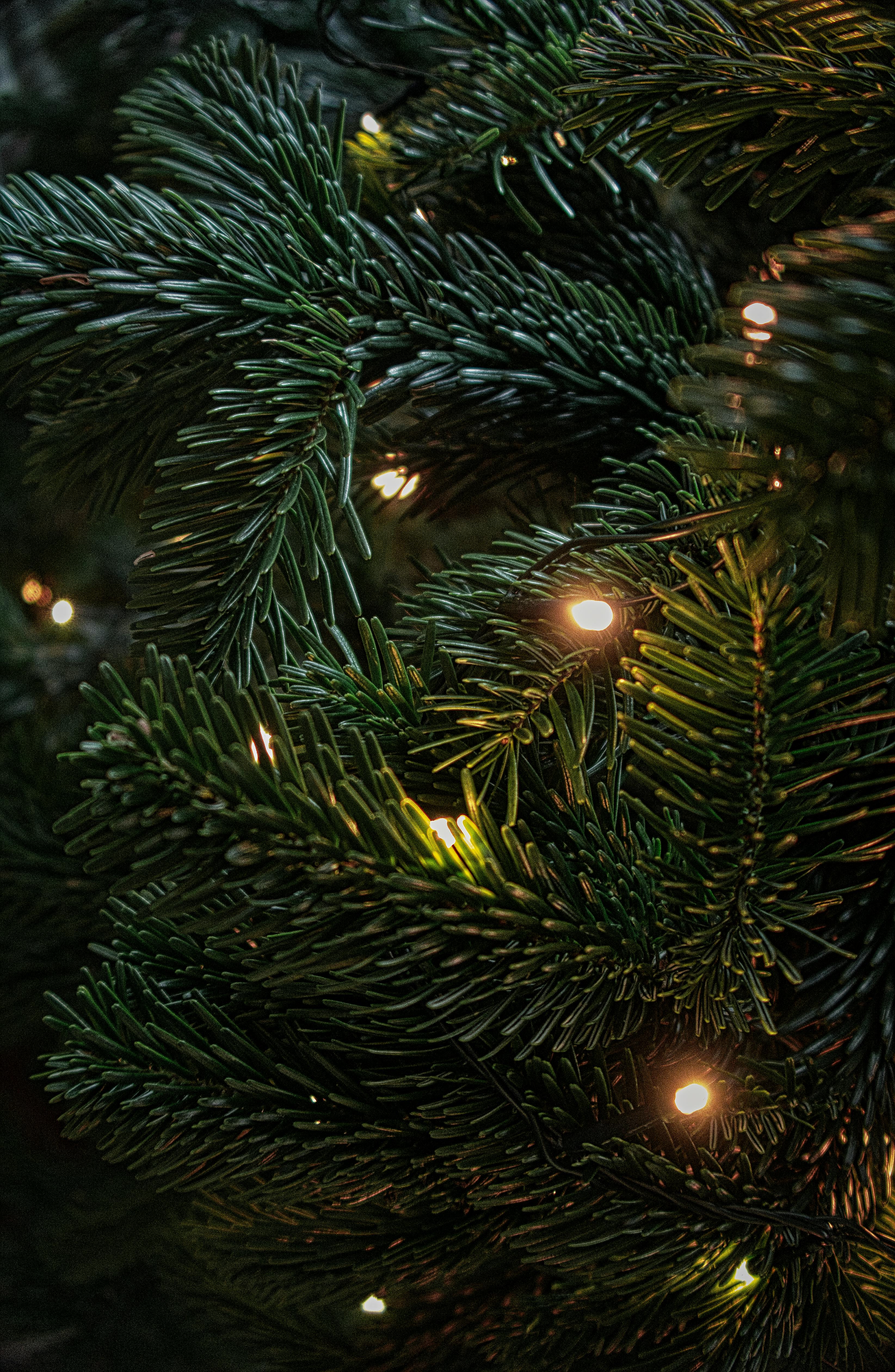 christmas tree screensavers