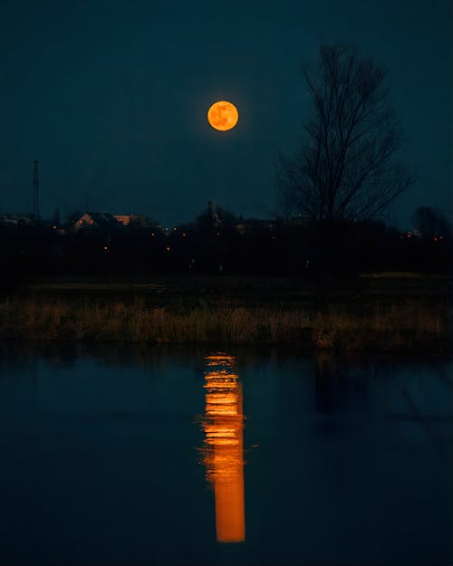 Immagine gratuita di albero, chiaro di luna, cielo notturno
