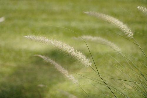 Free Close-up view of swaying grass with focus on blades, captured in a lush green meadow. Stock Photo