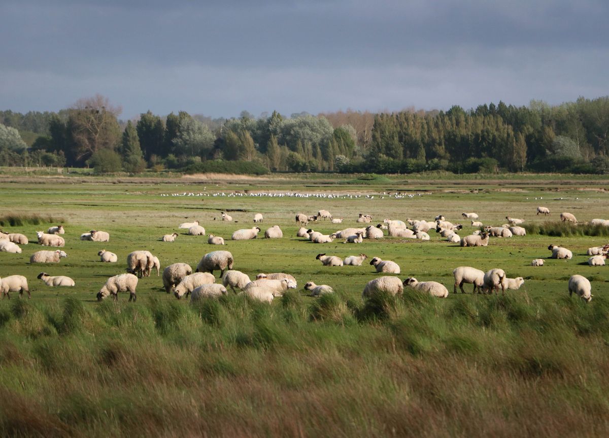 Troupeau de moutons dans un champ