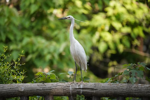 White Egret Bird