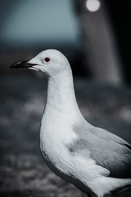 A Portrait of a Seagull