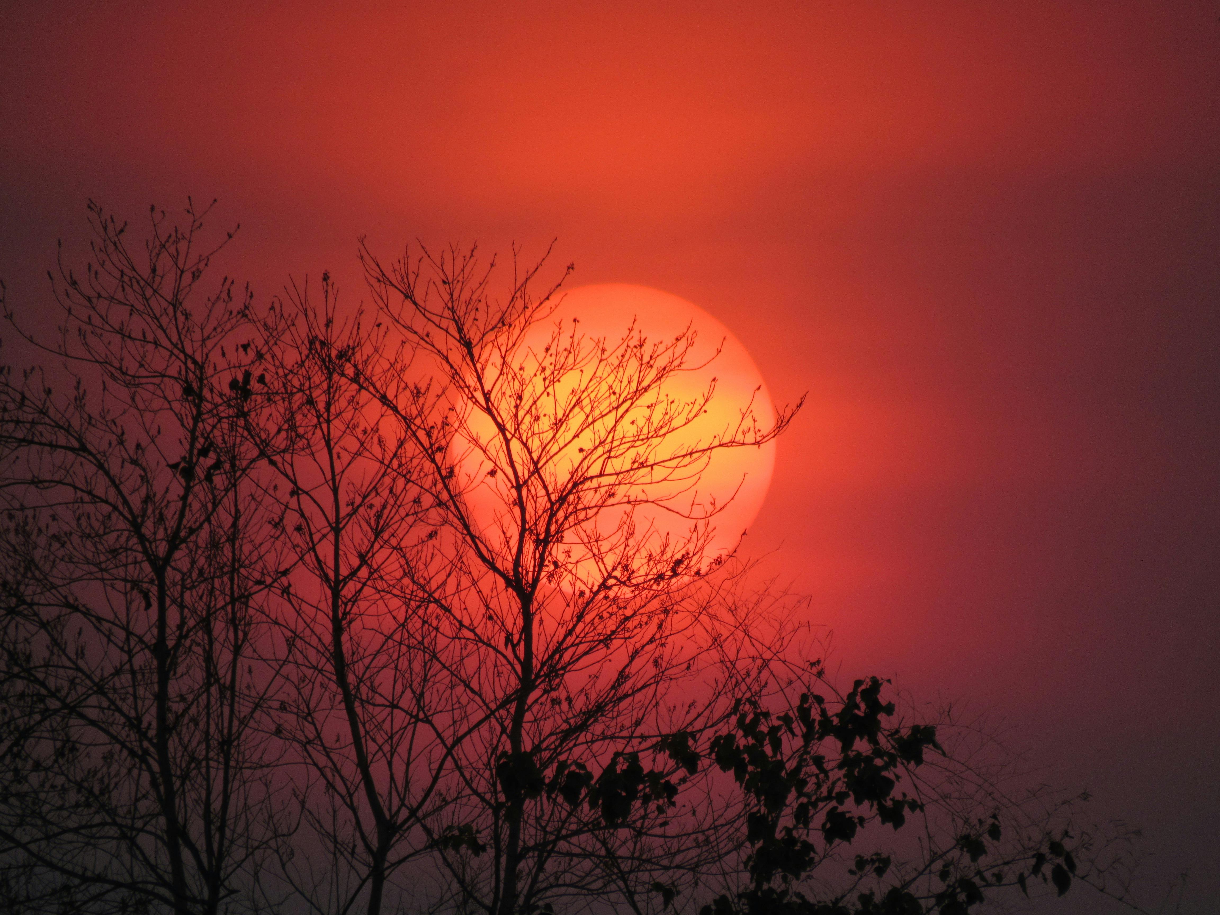 Silhouette of Tree at Sunset · Free Stock Photo