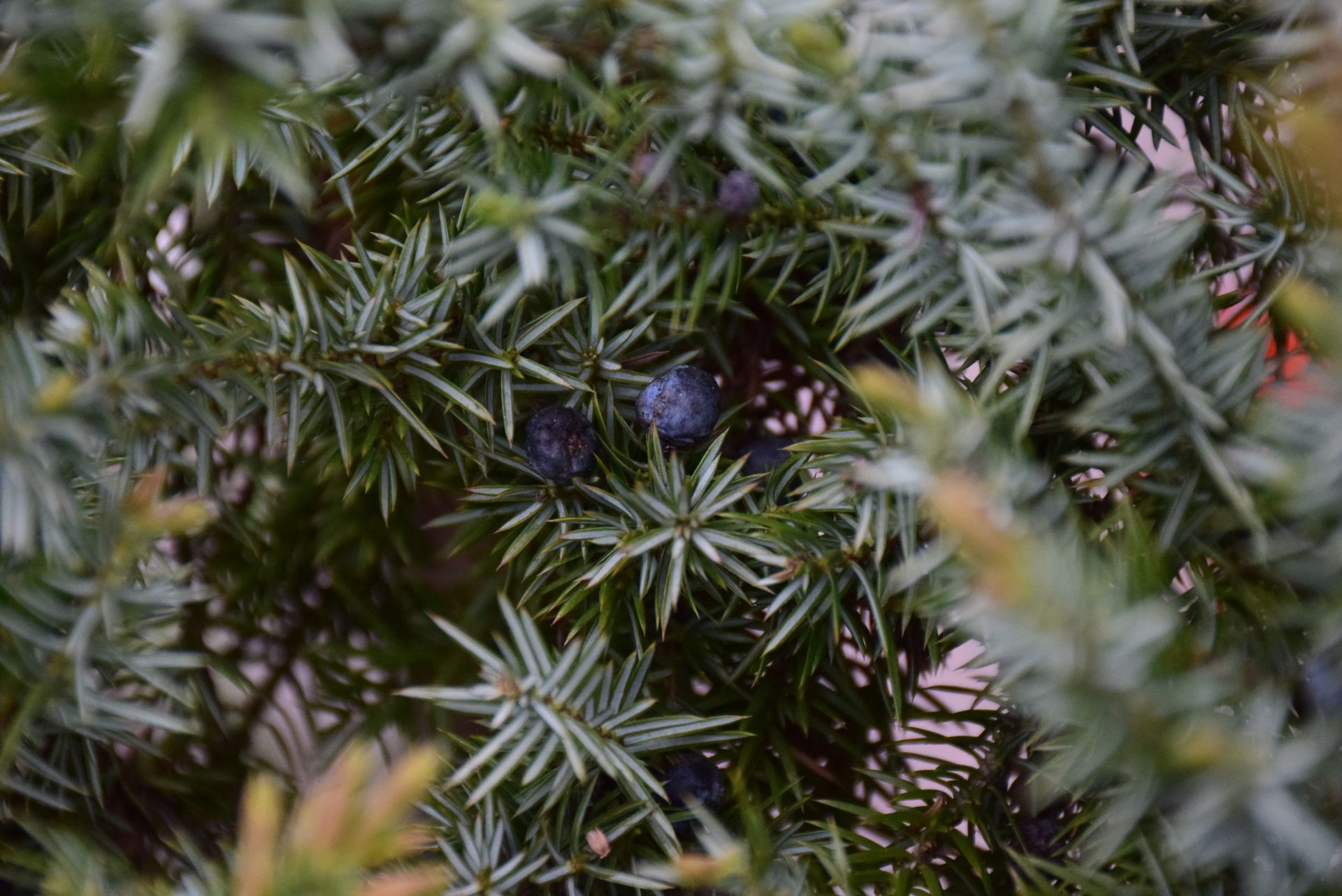Detailed view of juniper berries nestled within vibrant green needles, showcasing natural beauty.