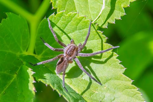 Free A detailed top view of a spider resting on vibrant green leaves in a natural setting. Stock Photo