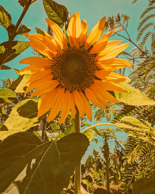 Close up of Sunflower