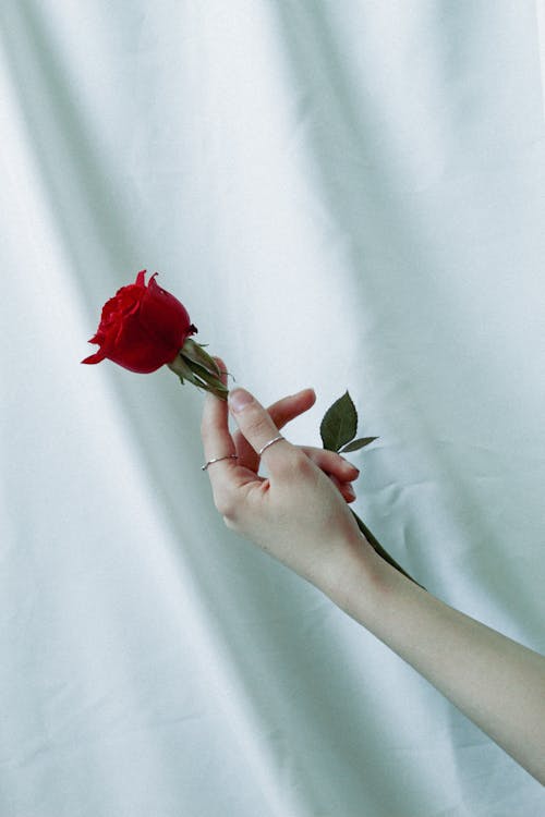 Free Woman Holding a Red Rose Stock Photo