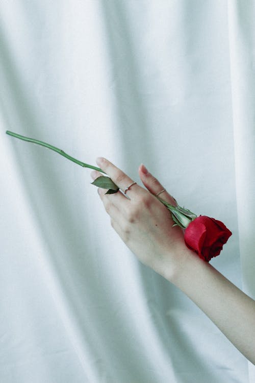 Free Hand of a Woman Holding a Blooming Rose Stock Photo