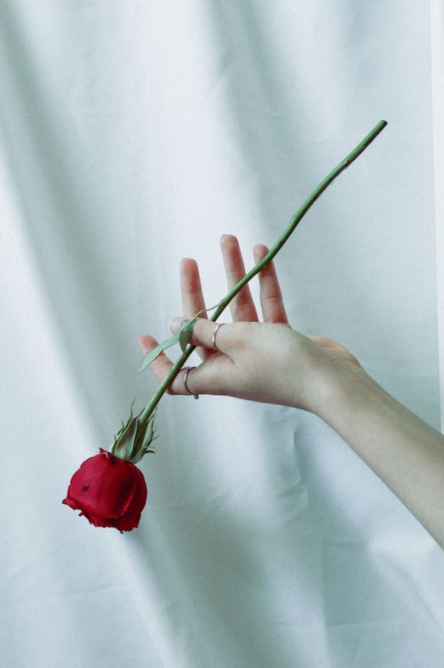 Free A graceful hand gently holding a red rose against a soft white fabric backdrop, evoking elegance and simplicity. Stock Photo