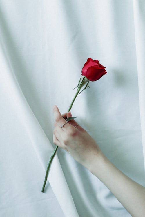 Hand of a Woman Holding a Red Rose