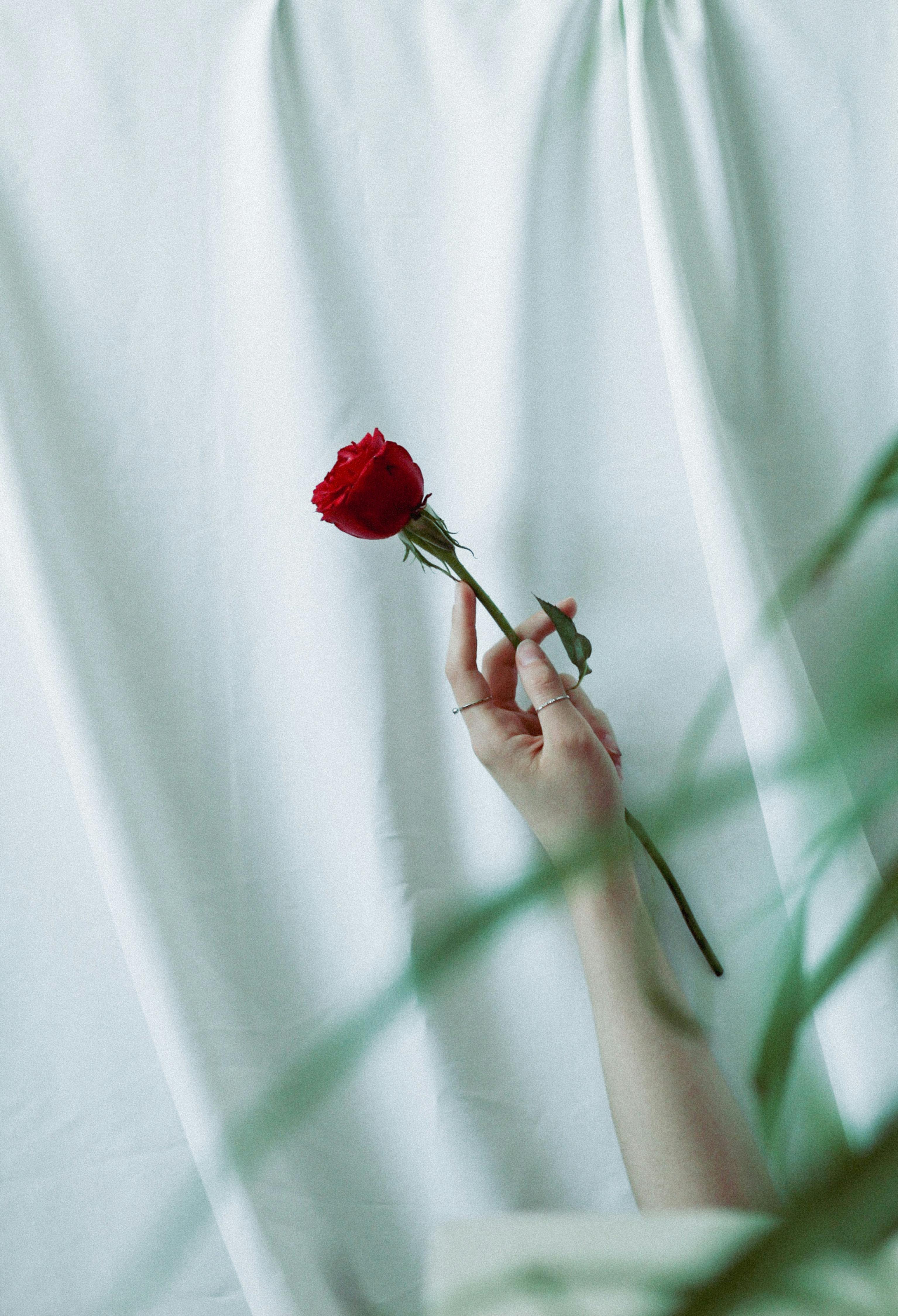A single red rose is gracefully held by a hand against a soft white fabric backdrop, symbolizing beauty and elegance.