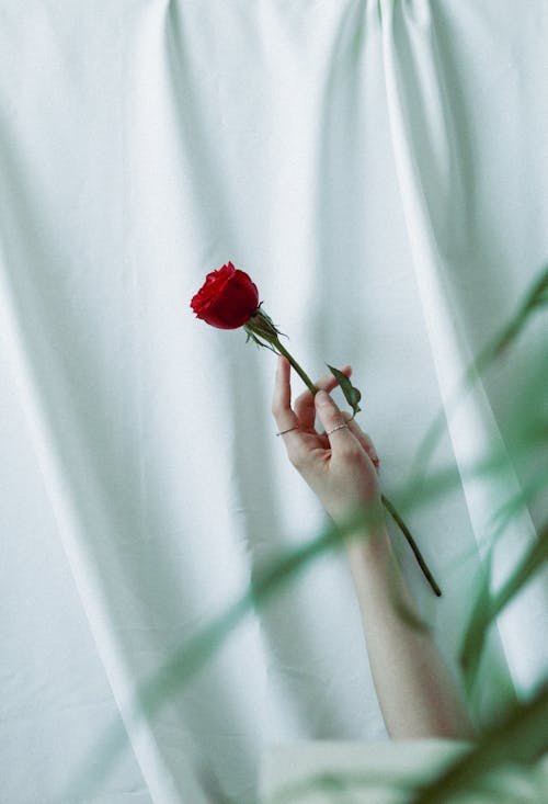 Hand of a Woman Holding a Rose against a White Background