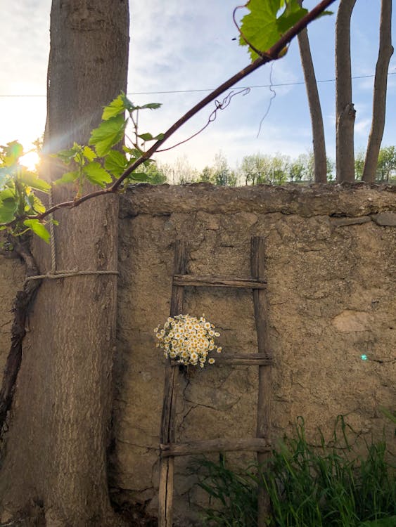 Bunch of Dandelions on Wooden Ladder