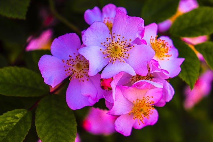 Purple Flower In Nature