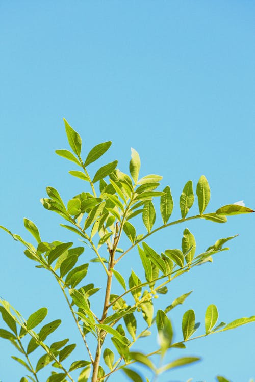 Close-up of a Branch with Bright Green Leaves on the Background of a Blue Sky 