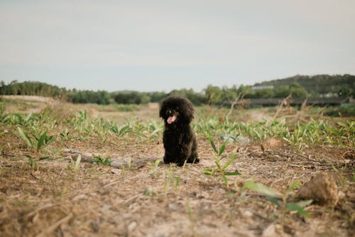 Fotos de stock gratuitas de animal, aterciopelado, campo