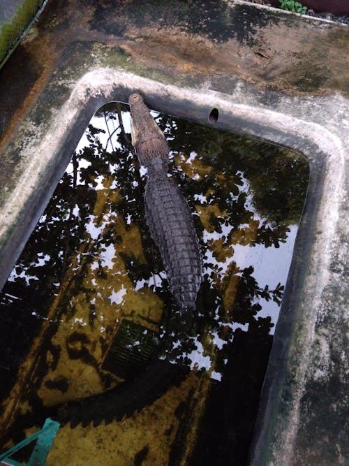 Foto profissional grátis de animal, Crocodilo, em cativeiro