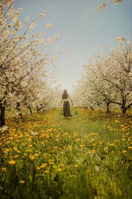 A woman walks through a picturesque blooming orchard on a sunny spring day.