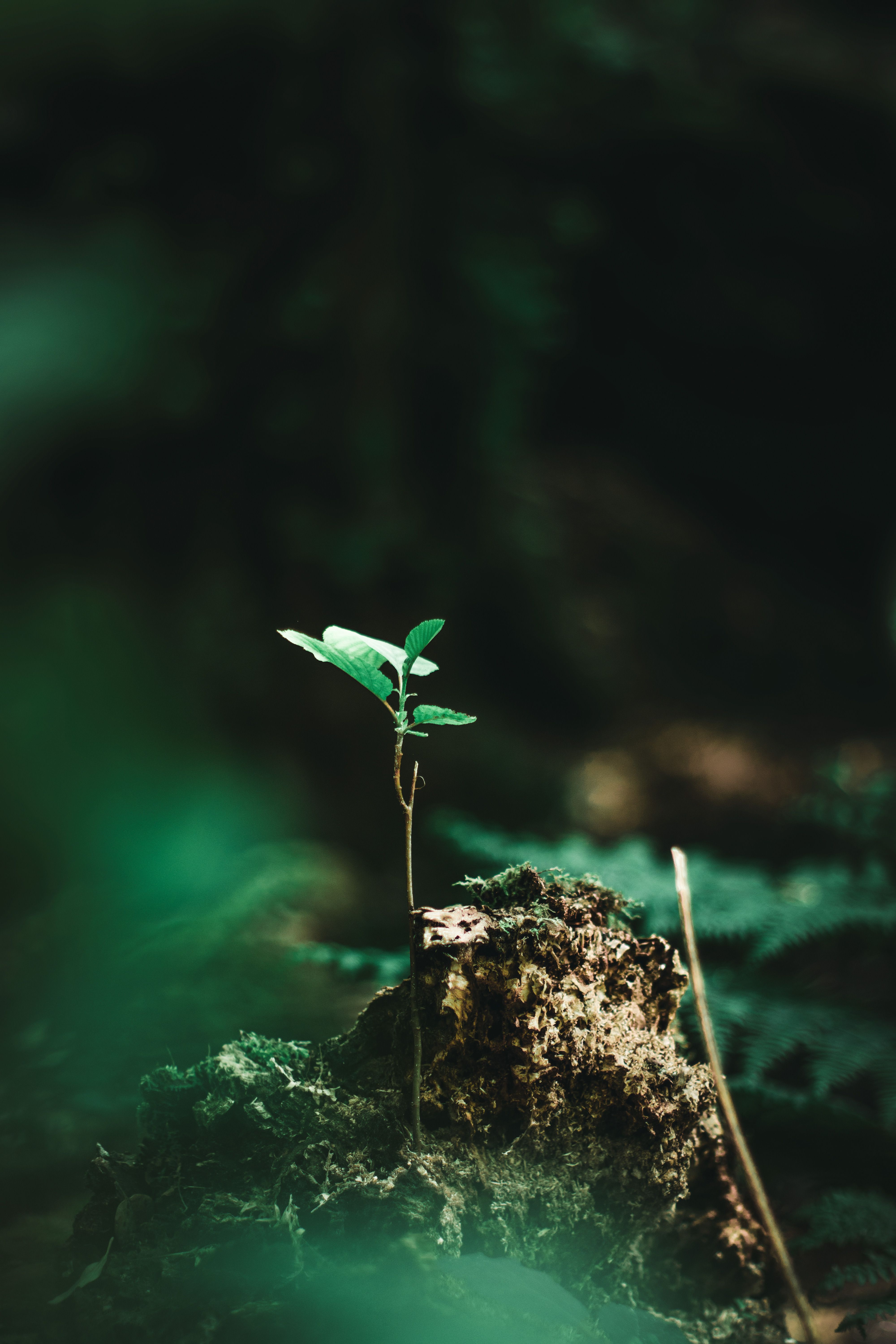 A small plant emerging from the forest floor, capturing growth and renewal in Ouled Attia, Skikda Province.