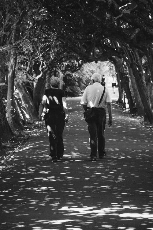 Free Black and white photo of an elderly couple walking in a sunlit park alley. Stock Photo