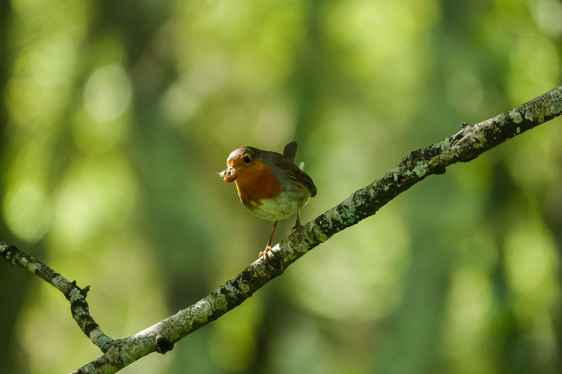 Robin Bormuth