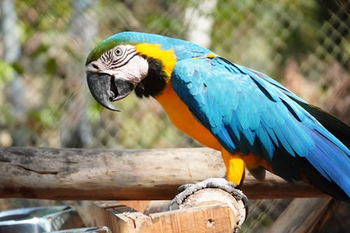 Close-up of a Macaw at the Zoo 