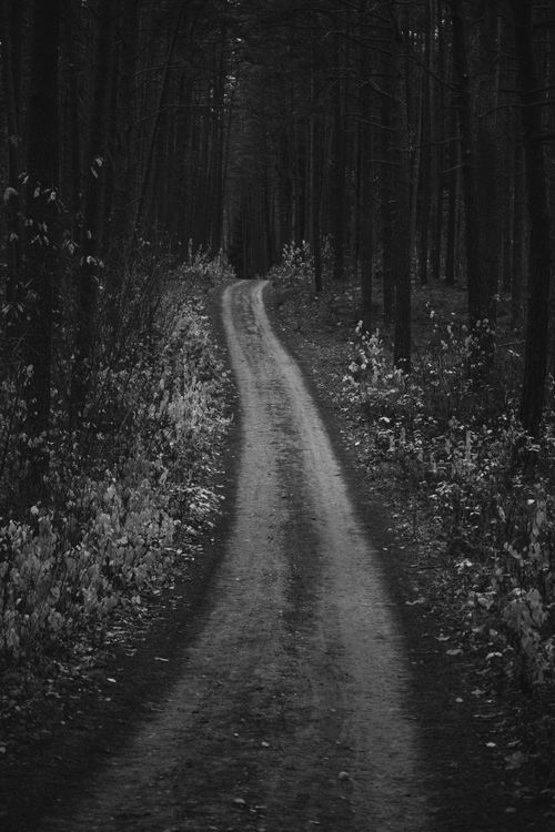 Free A moody black and white photo of a dirt road winding through a dense forest. Stock Photo