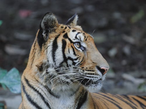 Foto stok gratis binatang, harimau, hewan pemangsa