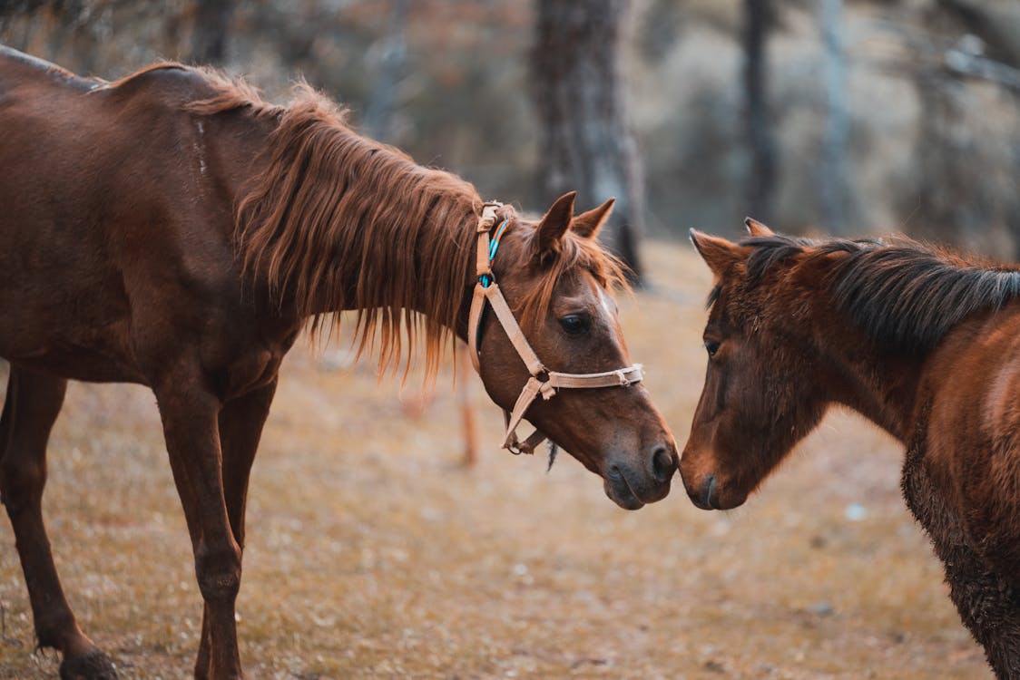 datum Maladroit Warmte Twee Bruine Paarden · Gratis stockfoto